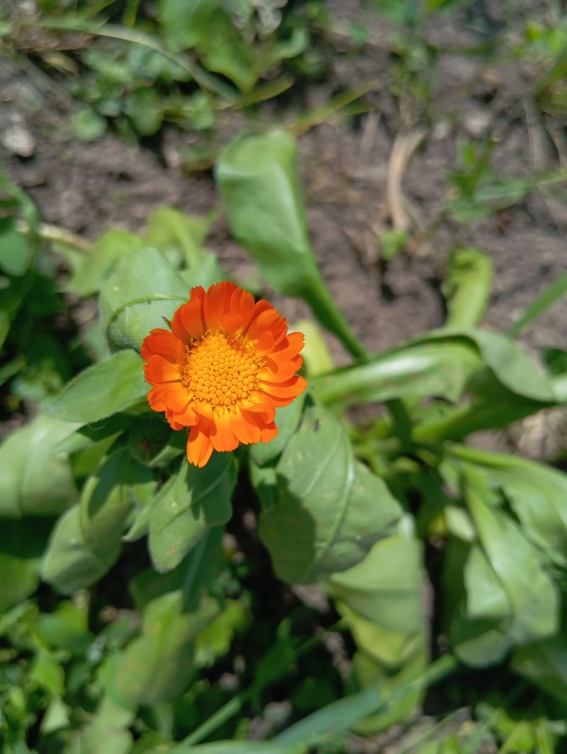 Calendula officinalis